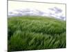 Spring Wheat Field, Palouse, Washington, USA-Terry Eggers-Mounted Photographic Print