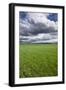 Spring Wheat Field, Walla Walla, Washington-Paul Souders-Framed Premium Photographic Print