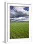 Spring Wheat Field, Walla Walla, Washington-Paul Souders-Framed Premium Photographic Print