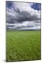 Spring Wheat Field, Walla Walla, Washington-Paul Souders-Mounted Premium Photographic Print