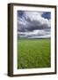 Spring Wheat Field, Walla Walla, Washington-Paul Souders-Framed Photographic Print