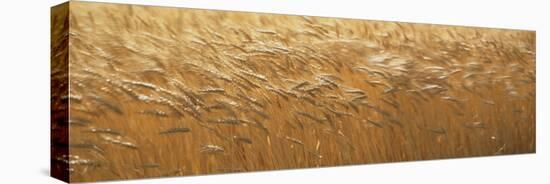 Spring Wheat-null-Stretched Canvas