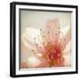 Spring Whispers 3-Jessica Rogers-Framed Giclee Print