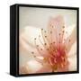 Spring Whispers 3-Jessica Rogers-Framed Stretched Canvas