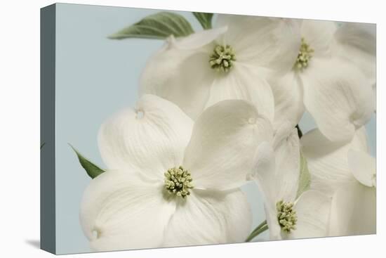 Spring Whites-Julie Greenwood-Stretched Canvas