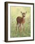 Spring Whitetail Fawn-Crista Forest-Framed Giclee Print