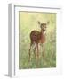 Spring Whitetail Fawn-Crista Forest-Framed Giclee Print