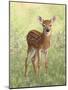 Spring Whitetail Fawn-Crista Forest-Mounted Giclee Print