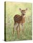 Spring Whitetail Fawn-Crista Forest-Stretched Canvas