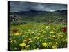 Spring Wild Flowers with Hills in the Background at Apollon, on Naxos, Cyclades Islands, Greece-David Beatty-Stretched Canvas