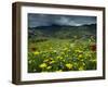 Spring Wild Flowers with Hills in the Background at Apollon, on Naxos, Cyclades Islands, Greece-David Beatty-Framed Photographic Print