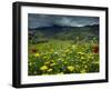 Spring Wild Flowers with Hills in the Background at Apollon, on Naxos, Cyclades Islands, Greece-David Beatty-Framed Photographic Print