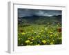 Spring Wild Flowers with Hills in the Background at Apollon, on Naxos, Cyclades Islands, Greece-David Beatty-Framed Photographic Print