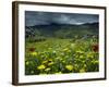 Spring Wild Flowers with Hills in the Background at Apollon, on Naxos, Cyclades Islands, Greece-David Beatty-Framed Photographic Print