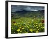 Spring Wild Flowers with Hills in the Background at Apollon, on Naxos, Cyclades Islands, Greece-David Beatty-Framed Photographic Print