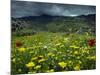 Spring Wild Flowers with Hills in the Background at Apollon, on Naxos, Cyclades Islands, Greece-David Beatty-Mounted Photographic Print
