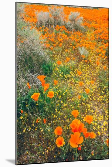 Spring Wildflower Design-null-Mounted Photographic Print