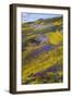 Spring Wildflower Plains - Carrizo Southern California-Vincent James-Framed Photographic Print