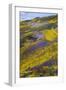 Spring Wildflower Plains - Carrizo Southern California-Vincent James-Framed Photographic Print