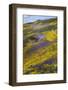 Spring Wildflower Plains - Carrizo Southern California-Vincent James-Framed Photographic Print
