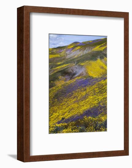 Spring Wildflower Plains - Carrizo Southern California-Vincent James-Framed Photographic Print