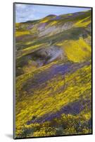 Spring Wildflower Plains - Carrizo Southern California-Vincent James-Mounted Photographic Print