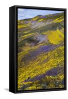 Spring Wildflower Plains - Carrizo Southern California-Vincent James-Framed Stretched Canvas