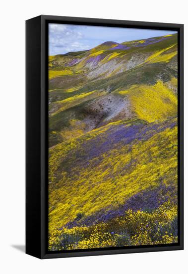 Spring Wildflower Plains - Carrizo Southern California-Vincent James-Framed Stretched Canvas