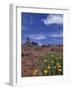 Spring Wildflowers Bloom, Canyonlands National Park, Utah, USA-Paul Souders-Framed Photographic Print