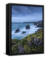 Spring Wildflowers Growing on the Clifftops at Bedruthan Steps, Cornwall, England. May-Adam Burton-Framed Stretched Canvas
