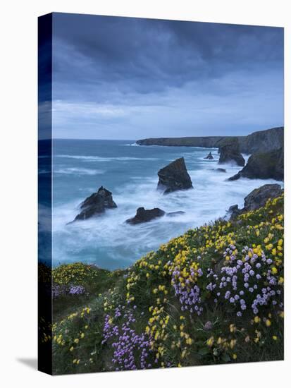 Spring Wildflowers Growing on the Clifftops at Bedruthan Steps, Cornwall, England. May-Adam Burton-Stretched Canvas