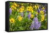 Spring Wildflowers in the Columbia Gorge Near Rowena, Oregon, USA-Chuck Haney-Framed Stretched Canvas
