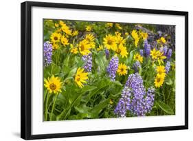 Spring Wildflowers in the Columbia Gorge Near Rowena, Oregon, USA-Chuck Haney-Framed Photographic Print