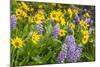 Spring Wildflowers in the Columbia Gorge Near Rowena, Oregon, USA-Chuck Haney-Mounted Photographic Print