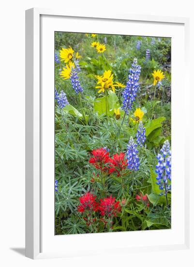 Spring Wildflowers in the Columbia Gorge Near Rowena, Oregon, USA-Chuck Haney-Framed Photographic Print