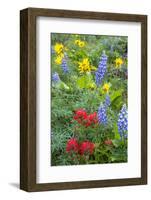 Spring Wildflowers in the Columbia Gorge Near Rowena, Oregon, USA-Chuck Haney-Framed Photographic Print