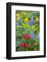 Spring Wildflowers in the Columbia Gorge Near Rowena, Oregon, USA-Chuck Haney-Framed Photographic Print