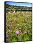 Spring Wildflowers Of Napa Valley-George Oze-Framed Stretched Canvas