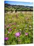 Spring Wildflowers Of Napa Valley-George Oze-Stretched Canvas