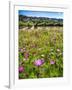 Spring Wildflowers Of Napa Valley-George Oze-Framed Photographic Print