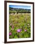 Spring Wildflowers Of Napa Valley-George Oze-Framed Photographic Print