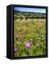 Spring Wildflowers Of Napa Valley-George Oze-Framed Stretched Canvas