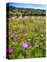 Spring Wildflowers Of Napa Valley-George Oze-Stretched Canvas