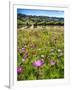 Spring Wildflowers Of Napa Valley-George Oze-Framed Photographic Print