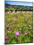 Spring Wildflowers Of Napa Valley-George Oze-Mounted Photographic Print