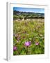 Spring Wildflowers Of Napa Valley-George Oze-Framed Photographic Print