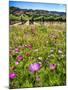 Spring Wildflowers Of Napa Valley-George Oze-Mounted Photographic Print