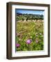 Spring Wildflowers Of Napa Valley-George Oze-Framed Photographic Print