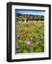 Spring Wildflowers Of Napa Valley-George Oze-Framed Photographic Print