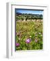 Spring Wildflowers Of Napa Valley-George Oze-Framed Photographic Print